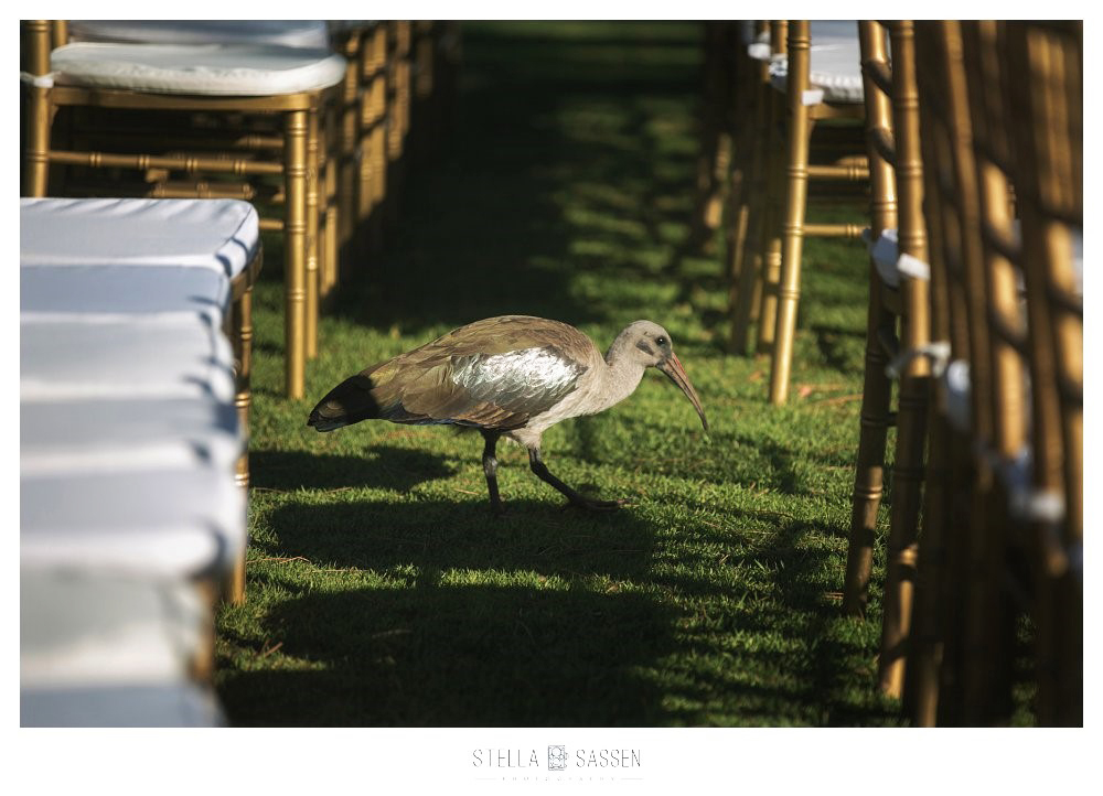 0007cape pont vineyards same sex wedding