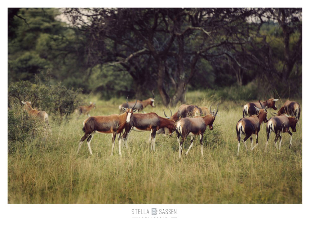 cape town top wedding photographer bush 06