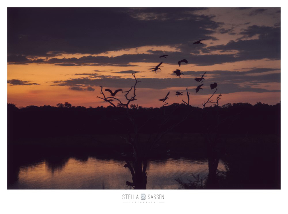 cape town top wedding photographer bush 15