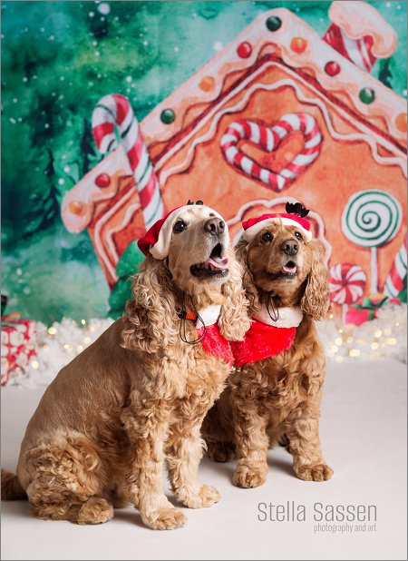 20231201 cocoa cups xmas 08