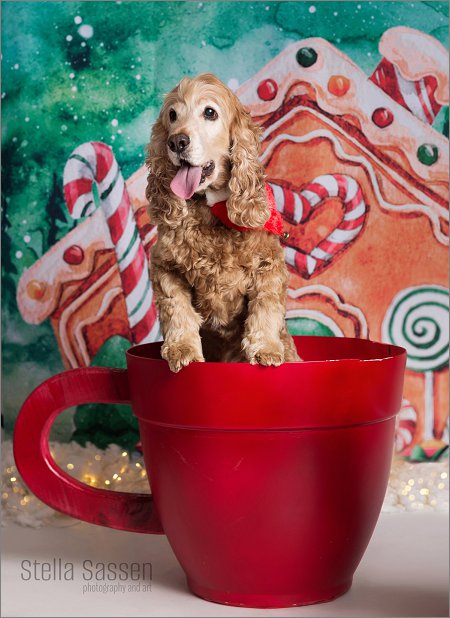 20231201 cocoa cups xmas 09