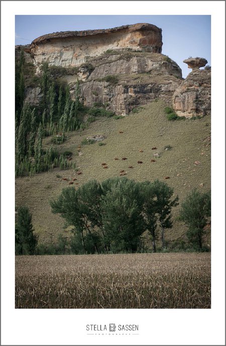 cape town farm wedding photos 029